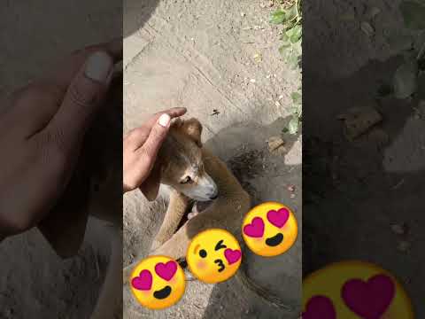 #tumsakoipyaara #koi #masoomnahihai 😍😍🥰😍😻😻😻😻😻😻😻😻#tseries #status #cute #baby #dog #aajtak #sony