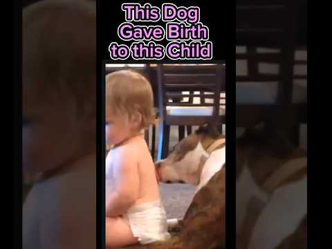 #shorts #youtubeshorts #dog #doglover #dogshorts #dogs #viral #viralshorts #foryou #trending