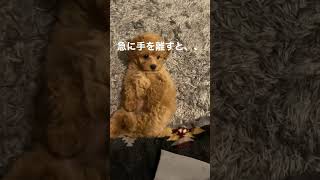 可愛すぎる子犬【トイプードル】