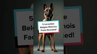 5 Incredible Belgian Malinois Facts Revealed! #BelgianMalinois #DogBreeds #Pets #Shorts #DogFacts