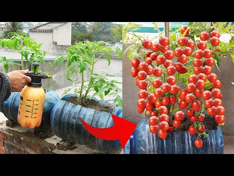 Secret To Growing Tomatoes With Lots Of Fruit, Growing Tomatoes In Plastic Bottles