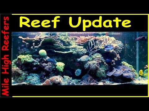 Reef Updated 11-12-18