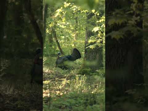 The KING on high alert in Tennessee 🦃 #TurkeyHunting #Turkeys #Springtime