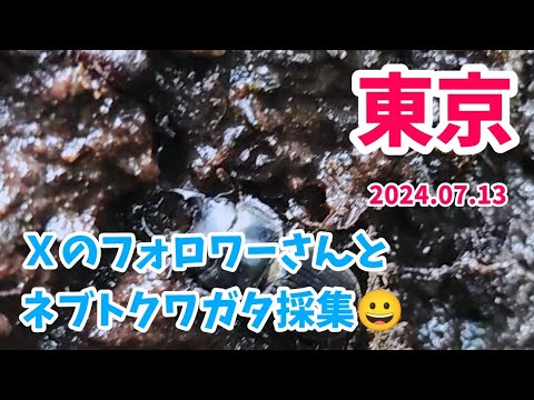 【昆虫採集】Ｘのフォロワーさんと東京ネブト樹液採集 2024.07.13 ［ネブトクワガタ、コクワガタ、スジクワガタ、ミヤマクワガタ、東京、クワガタ］