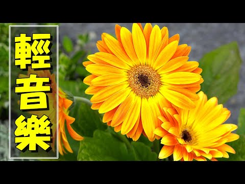 【薩克斯風 睡眠】🎷30首 薩克斯風 輕音樂 放鬆解壓 🌺 夜晚最適合聽的 轻音乐 放松🎵 累了煩了就聽聽 醉人醉心！ 無廣告音樂  Relaxing Chinese Saxaphone Music