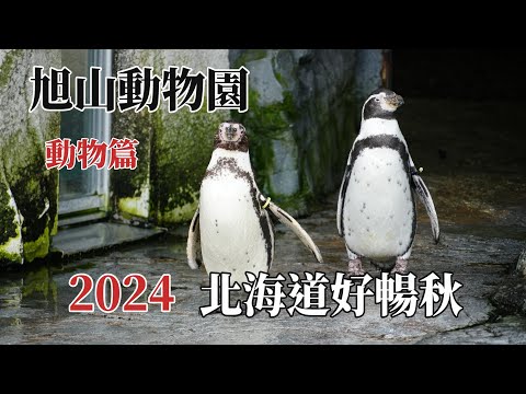 2024北海道好暢秋｜北海道旭川｜旭山動物園#動物篇 @ H.Y.