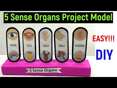 sense organs project - 5 sense organs project model - 5 sense organs - #diyasfunplay