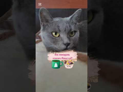 Как планируешь отмечать Новый год?🐱#нашамауси #домашнийпитомец #shorts