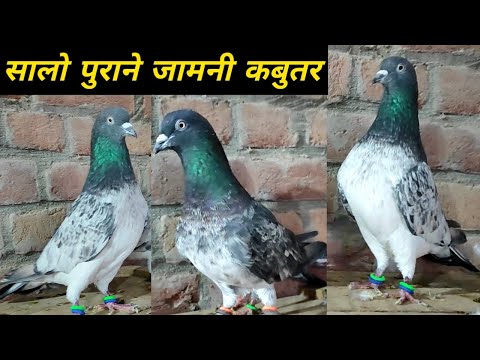 Best High Flyer Pigeons in india ? इडियन टोप जामनी कबुतर ? Arshad idrisi pigeon