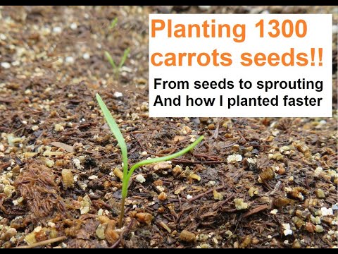 Planting 1300 carrots (Speeding up my carrot seeding)