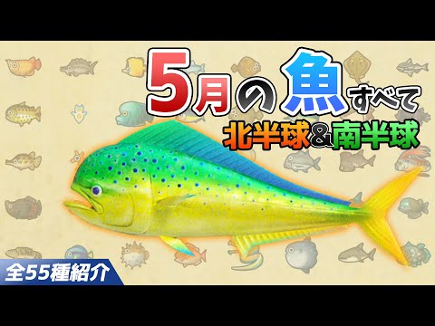 【あつ森】5月に釣れる魚を全て紹介！魚影や出現場所、時間、条件、買取値段など徹底解説！シイラやロウニンアジ、マグロ、カジキなどレア魚が大量【あつまれどうぶつの森　5月の魚図鑑コンプリート】