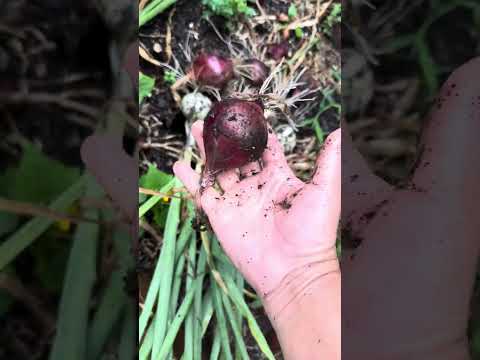 4th of July Harvest! 🎉😮 Red and White Onion! 🧅 | Organic Onion | Gardening | Jin Moore