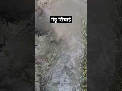 गेंहु सींचाई 🌾| #kheti #trending #viralvideo #youtubeshorts #shortvideo