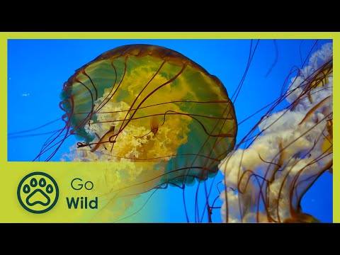 Sharks, crocodiles, snakes, Tasmanian devils | Australia's Most Terrifying 1/2 | Go Wild‘