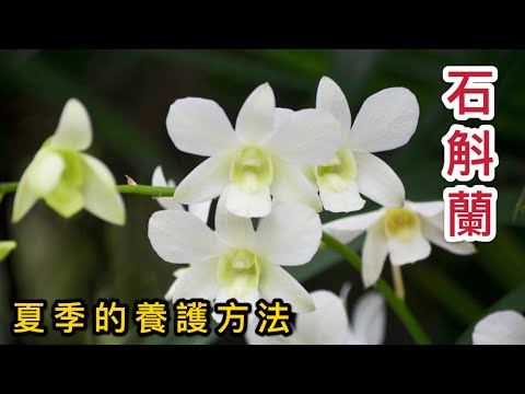 【天天小花農】石斛蘭，在夏季如何養護，才能養得好，側芽長的快