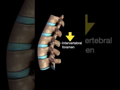 Testing the Vertebral column #shorts