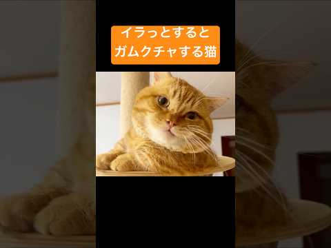 イラっとするとガムクチャするぽっちゃり猫 #マンチカン #shorts