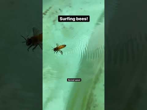 Surfing bee 🌊🐝