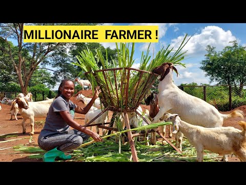 How To Make Goats Grow Faster! | Feeding, Treatment, FARM ROUTINE !