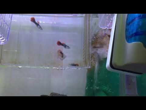 孔雀魚成長日記0911