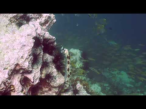 Marbled Sea Cucumber