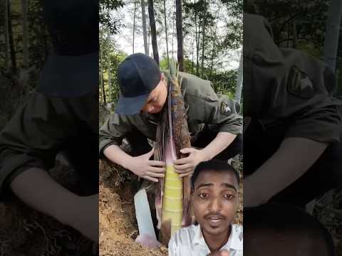 Amazing Sound Of Peeling Bamboo Shoots 🎋🤯 #satisfying #bushcraft #survival #food #facts #shorts