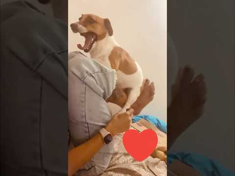 அழகு குட்டி செல்லம்🥹🩷#dog #pets #trending #funny #doglovers #petlovers #funnyanimals #fun #reels