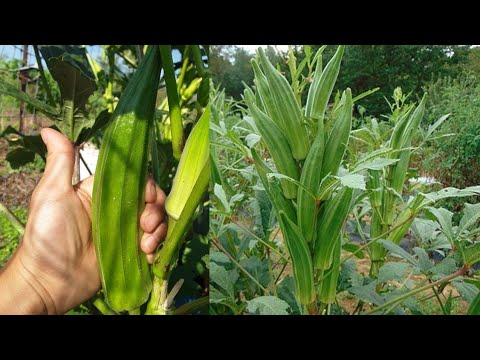 Okra growing from the seed to harvest/ كيفية زراعة نباتات البامية من البذور إلى الحصاد