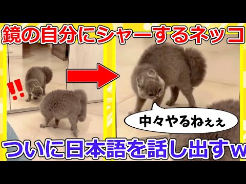 【2ch動物スレ】鳴き声が「なかなか、やるねぇ」の猫、威嚇した結果→可愛すぎるwww