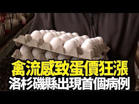 禽流感致蛋價狂漲 洛杉磯縣出現首個病例｜今日加州