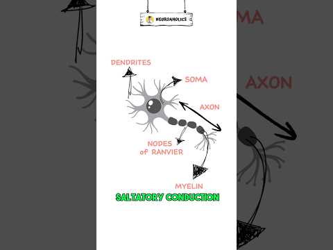 Cellular compartment of a Neuron #neurology #neuron #shorts