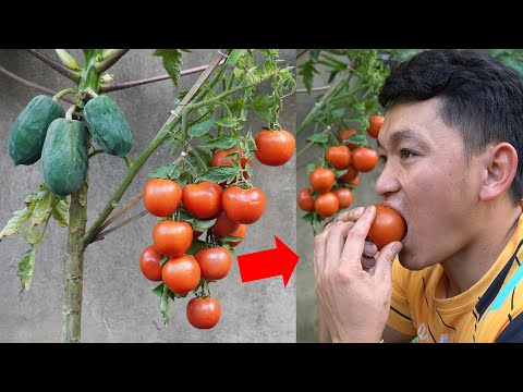 Discover A Unique Way To Graft Tomatoes Onto Papaya To Quickly Produce Fruit