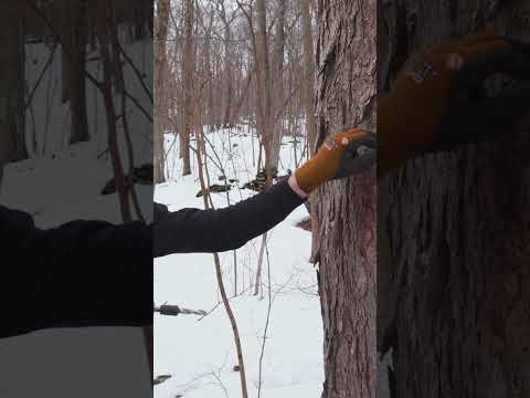 Here's how $200 maple syrup is made. 🍁  #maplesyrup #trees #sap