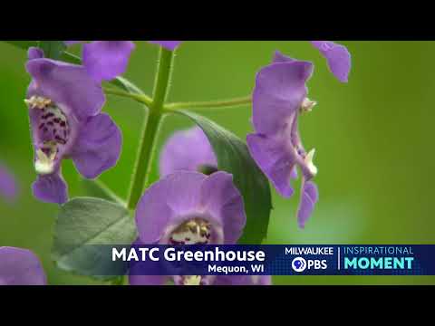 Milwaukee PBS Presents | Inspirational Moments | MATC Greenhouse