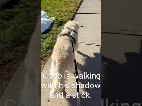 Coco walks with his shadow and a stick @GabieCocoMarmora