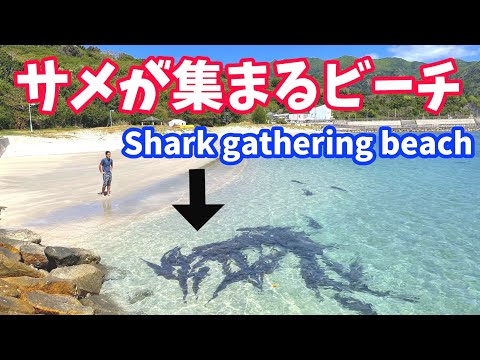 Beach where sharks gather [Japan sightseeing trip] #Shorts