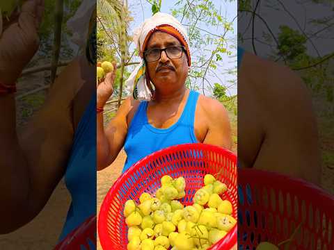 ଜାମରୋଳ🍐#youtube#viral#dailyvlog#minivlog#odisha