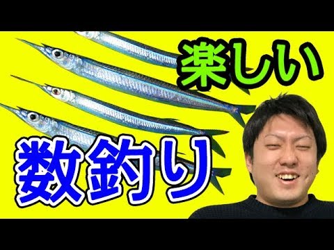 【魚図鑑 サヨリ】エサ釣り方 冬の時期はサビキで…さばき  刺身と天ぷらと寿司が最高！