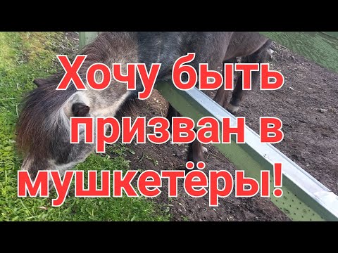 Хочу быть призван в Мушкетёры!