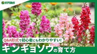 ☘99：キンギョソウの育て方｜夏越え冬越えの注意点は？苗の選び方や水やりや肥料など日々の管理もご紹介【PlantiaQ&A】植物の情報、育て方をQ&A形式でご紹介