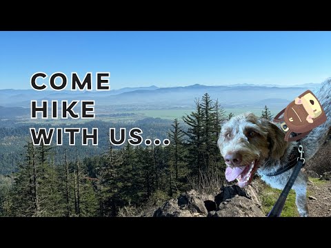 Dog Hike Spencer Butte, Oregon #hikingwithdogs #eugeneoregon #hikingtrails