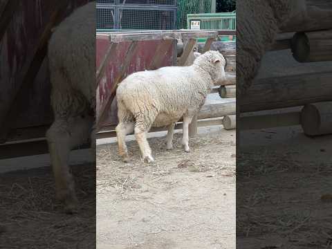 カユい〜☺️ なかよしコーナーの羊さん　埼玉県こども動物自然公園 にて　2024年12月20日