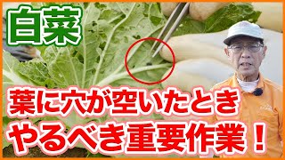 家庭菜園や農園で白菜の葉に穴があいたら早急に対処！葉を食害する虫の種類と害虫被害を減らす対策！白菜の育て方を徹底解説！【農園ライフ】