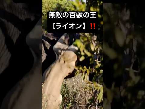 無敵のライオン！　#shorts #short #猛獣 #喧嘩 #自然界