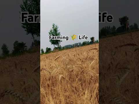 farming 🌾 life #viral #khet #kheti #farming #farmer #kisan #punjabi #song #like  #sonu #love