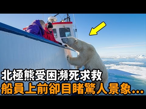 The polar bear was trapped in the sea and was dying for help. The crew came to the rescue  but unex