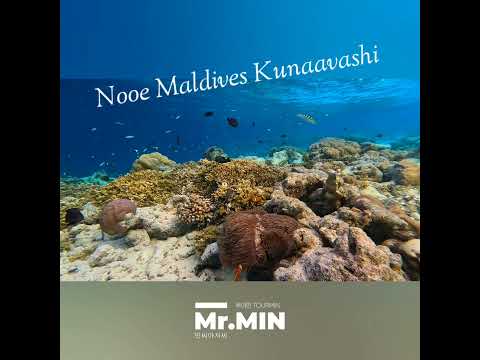 누이 몰디브 쿠나바시 하우스 리프 스노클링 포인트 house reef snorkeling #maldives