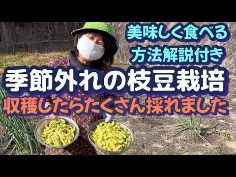 【楽しい家庭菜園】9月に種を植えた枝豆。収穫して食べてみたら美味しく過ぎて2日で無くなりました（笑）