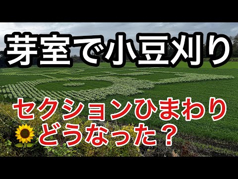 2024年8月26日芽室で小豆刈　セクションひまわりはどうなった？