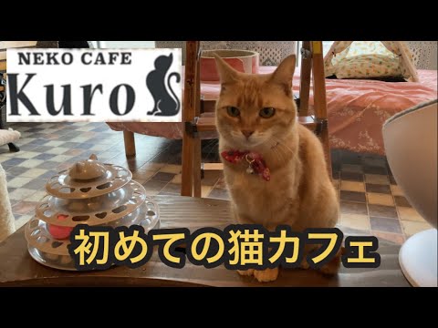 【猫カフェ】初めて行ってみたよ。